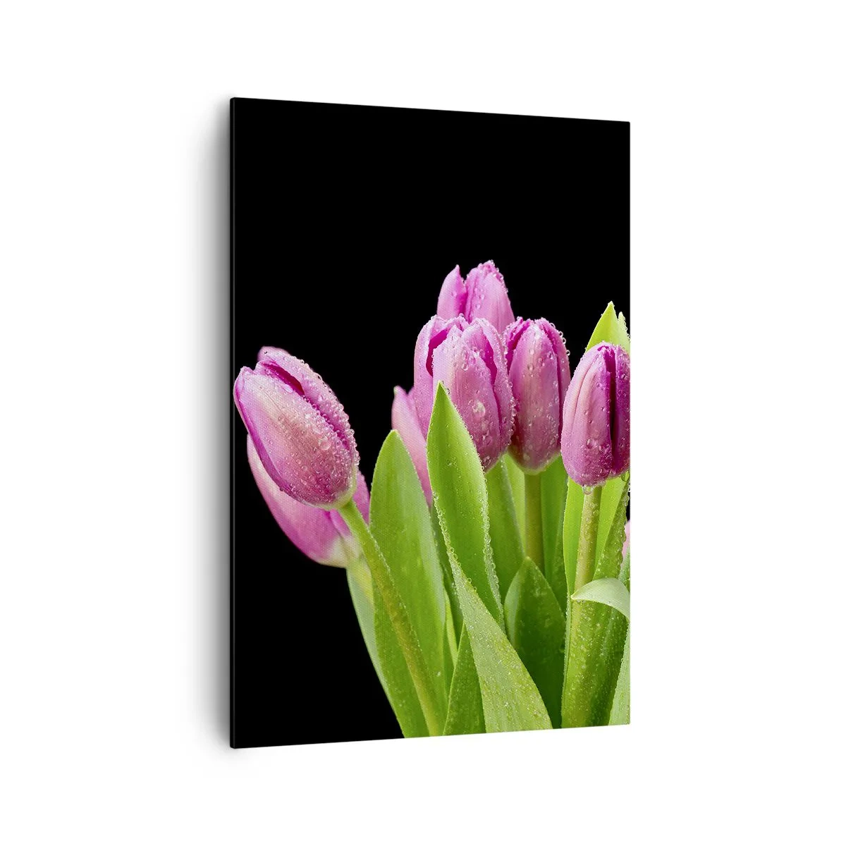 Impression sur toile - Image sur toile - Tulipes roses avec des gouttes de rosée sur fond noir - 70x100cm - Joie printanière des lilas - Décoration murale moderne pour le salon et la chambre ARTTOR