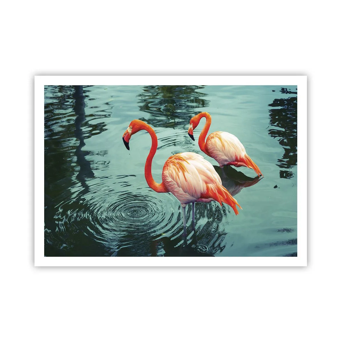 Affiche - Poster - Deux flamants roses dans l'eau calme reflétant leur environnement - 100x70cm - Nous sommes à la mode maintenant - Décoration murale moderne pour le salon et la chambre ARTTOR