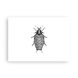 Affiche - Poster - Quel spécimen! - 70x50 cm