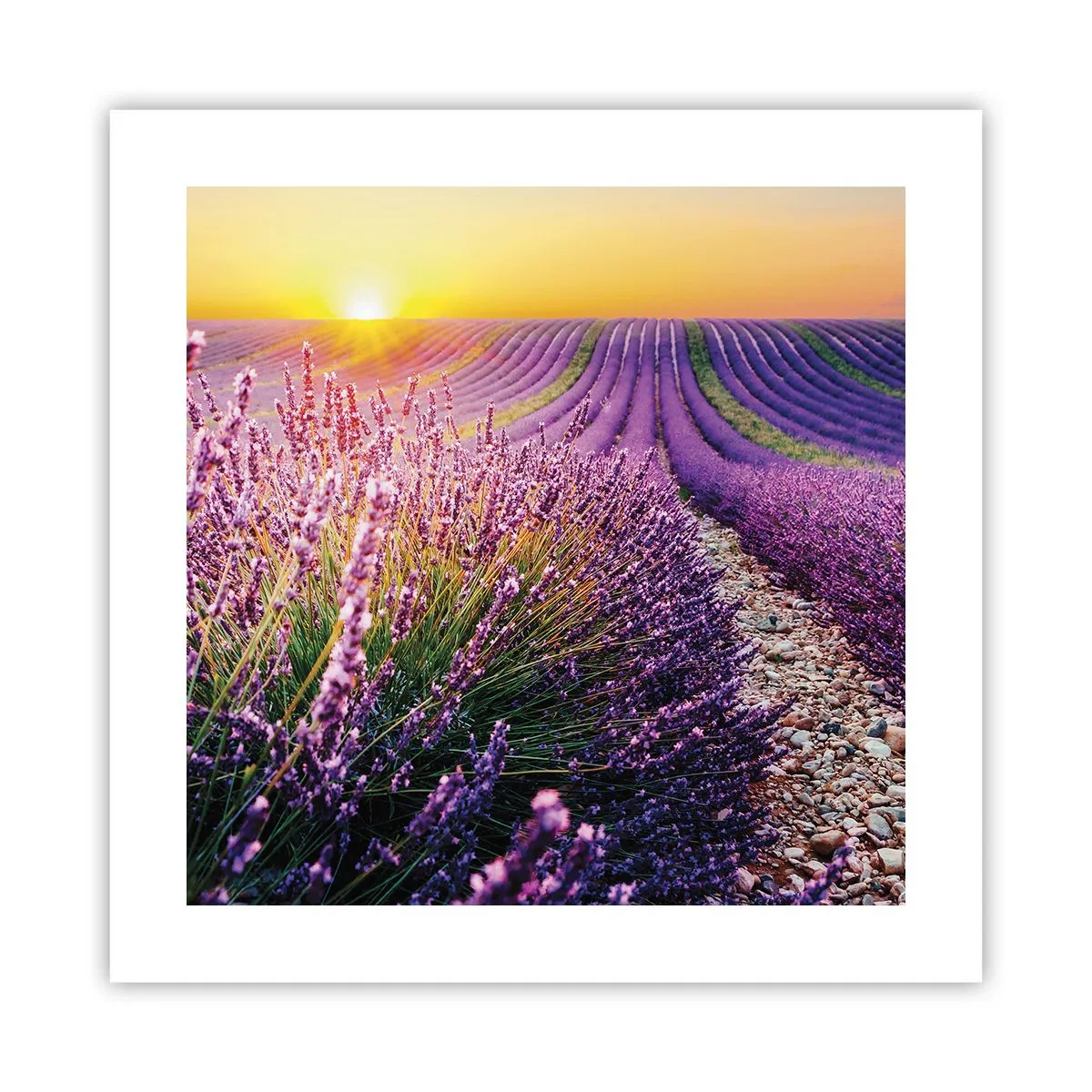 Affiche - Poster - Tige parfumée - 40x40 cm