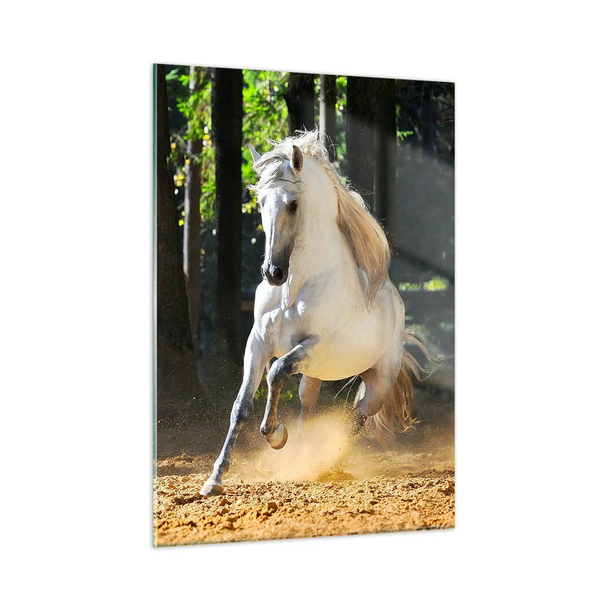 Impression sur verre - Image sur verre - Un cheval blanc galope sur un sol sablonneux dans la forêt - 50x70cm - Comme dans un roman fantastique - Décoration murale moderne pour le salon et la chambre ARTTOR