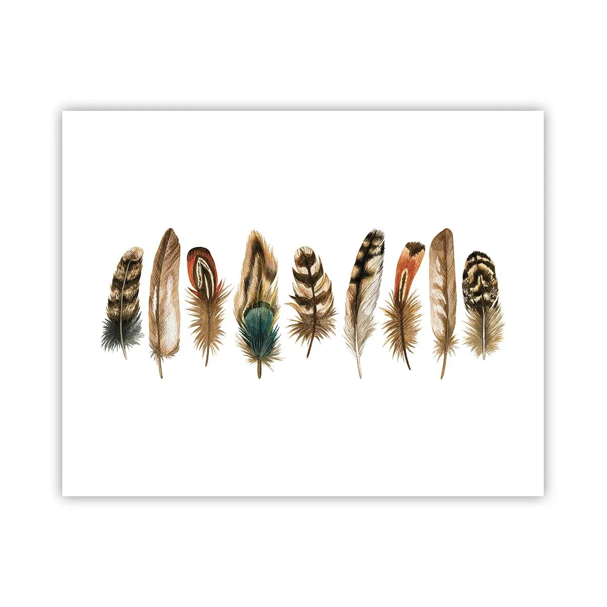 Affiche - Poster - Variation à plumes - 50x40 cm