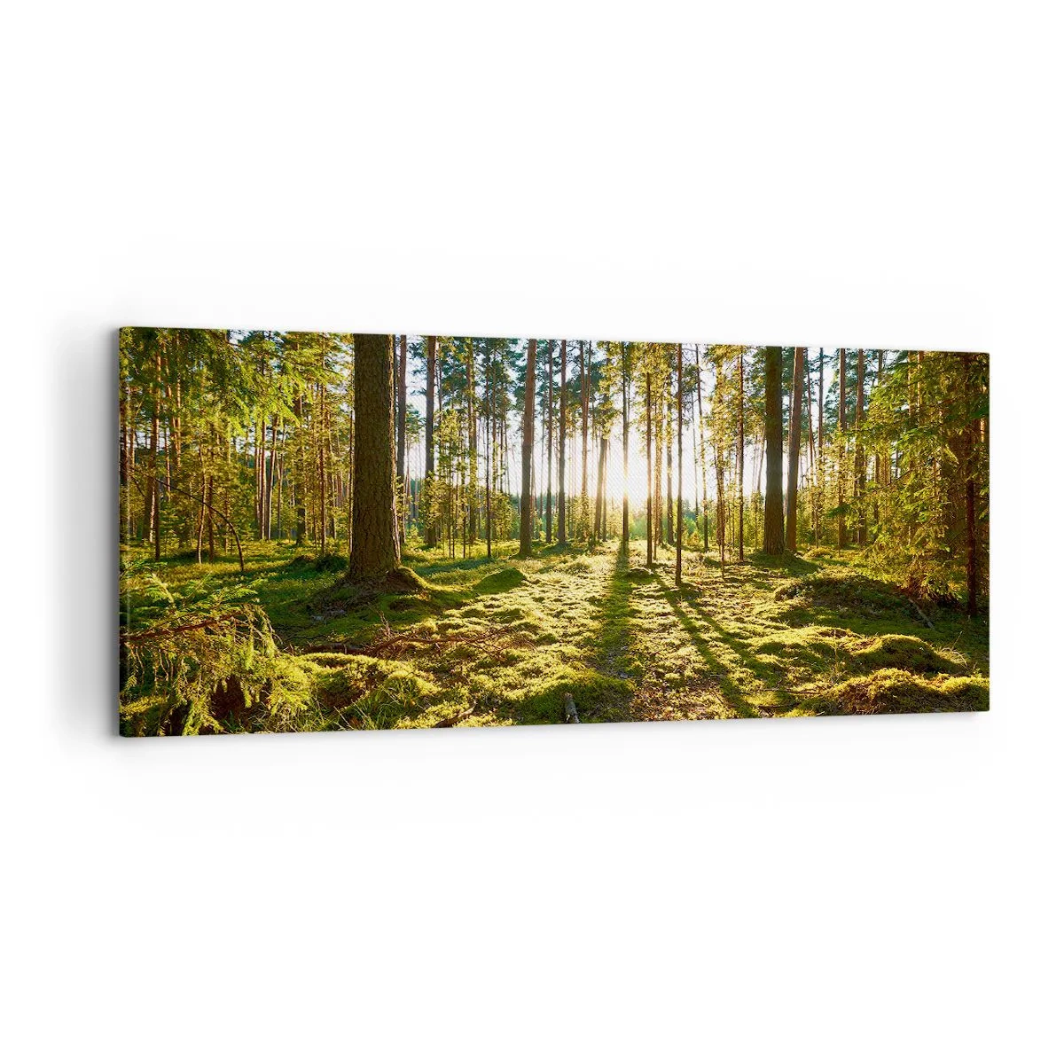 Impression sur toile - Image sur toile - Forêt verte illuminée par la lumière du soleil sur la mousse - 120x50cm - … Derrière les sept forêts - Décoration murale moderne pour le salon et la chambre ARTTOR