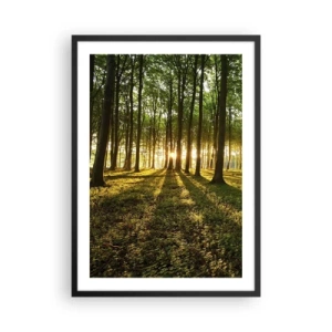 Affiche dans un cadre noir - Poster - Une forêt illuminée par les rayons du soleil couchant - 50x70cm - Toutes les photographies de printemps - Décoration murale moderne pour le salon et la chambre ARTTOR
