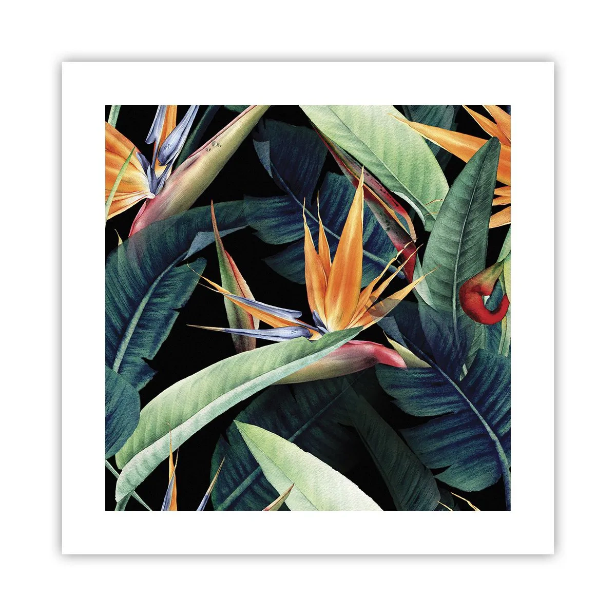 Affiche - Poster - Fleurs flamboyantes des tropiques - 40x40 cm