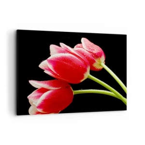 Impression sur toile - Image sur toile - Tulipes rouges avec des gouttes de rosée sur fond noir - 100x70cm - Une promesse d'amour pur - Décoration murale moderne pour le salon et la chambre ARTTOR