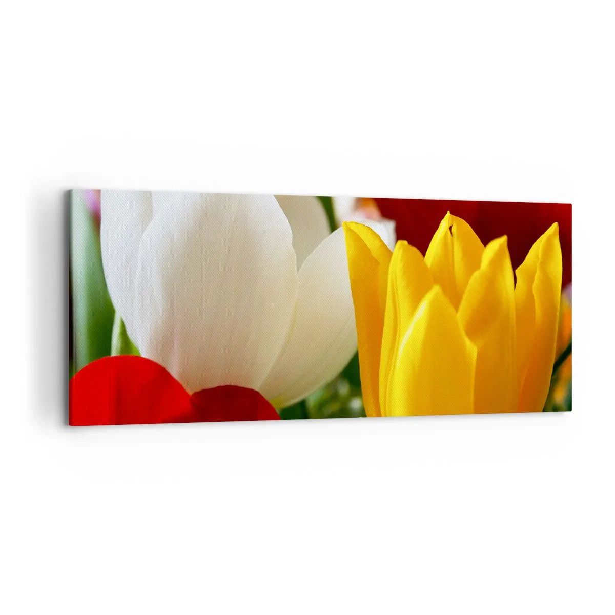 Impression sur toile - Image sur toile - Gros plan de tulipes colorées sur un fond printanier - 120x50cm - La fièvre des tulipes - Décoration murale moderne pour le salon et la chambre ARTTOR