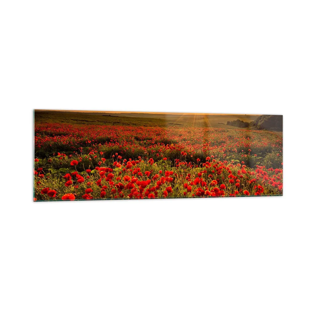 Impression sur verre - Image sur verre - Un champ de coquelicots rouges dans la lueur du soleil couchant - 160x50cm - Parmi les vagues des prairies bruissantes, parmi les fleurs du déluge - Décoration murale moderne pour le salon et la chambre ARTTOR