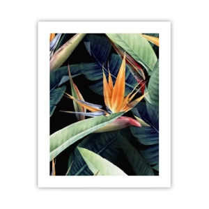 Affiche - Poster - Fleurs flamboyantes des tropiques - 40x50 cm