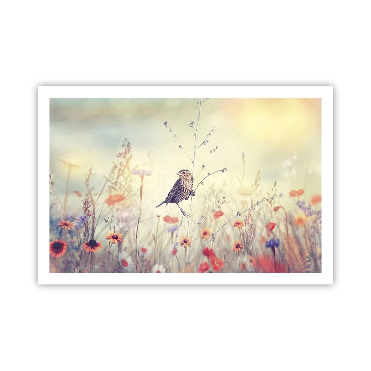 Affiche - Poster - Portrait d'oiseau sur pré en fond - 91x61 cm