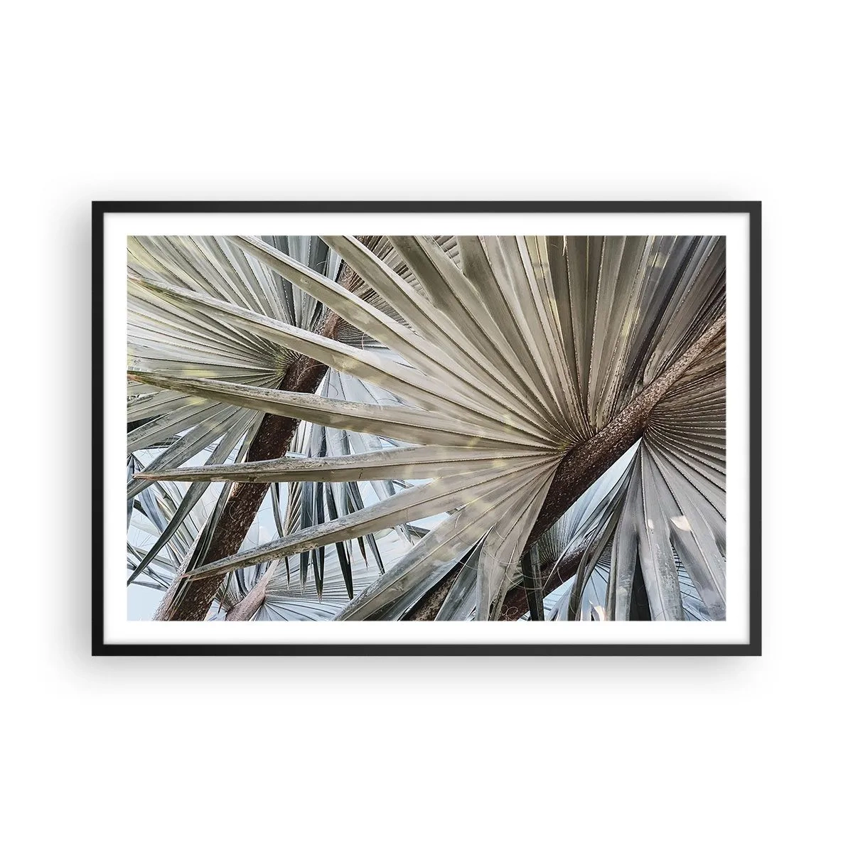 Affiche dans un cadre noir - Poster - Evantail sous les tropiques - 91x61 cm