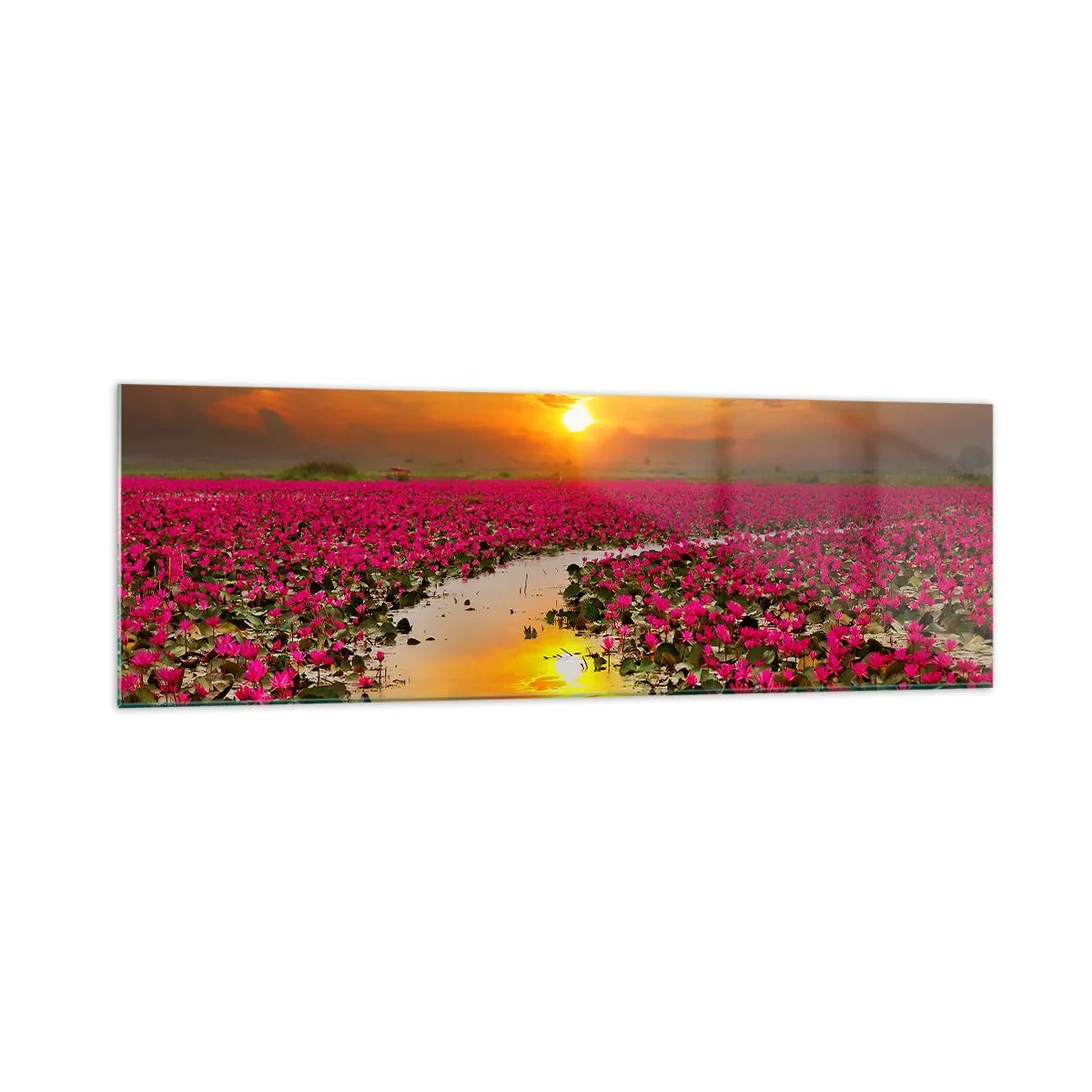 Impression sur verre - Image sur verre - Un champ de nénuphars roses au coucher du soleil - 160x50cm - La vie secrète du lac - Décoration murale moderne pour le salon et la chambre ARTTOR