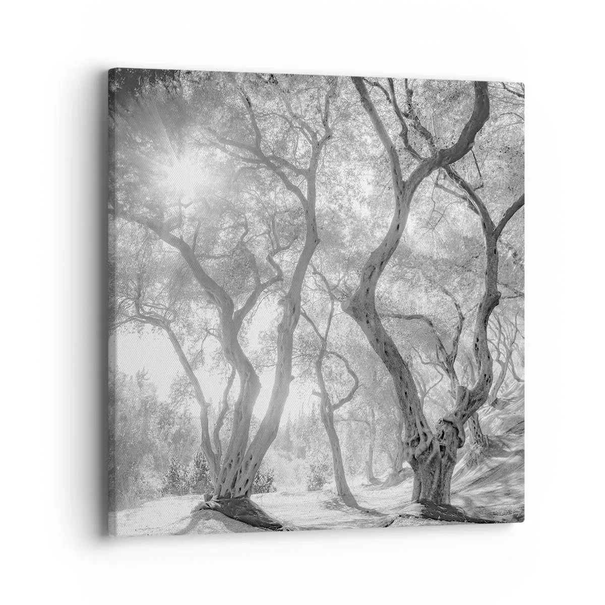Impression sur toile - Image sur toile - Dans l'oliveraie - 40x40 cm