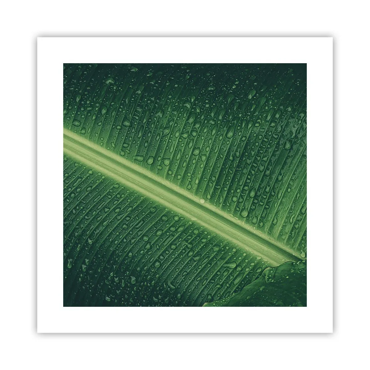 Affiche - Poster - Structure de vert - 40x40 cm