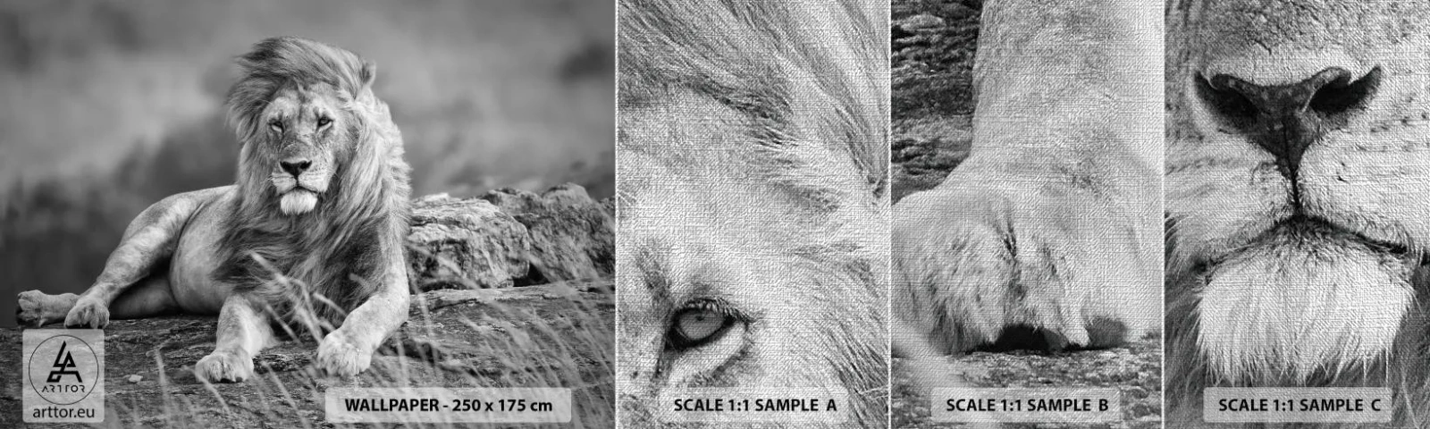 Échantillon de Papier Peint Premium Canvas - Sieste royale - Lion, Animaux, Nature - 100x30 cm