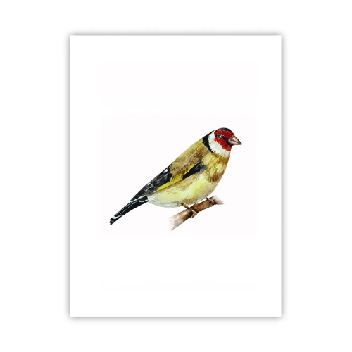 Affiche - Poster - Portrait d'oiseau - 30x40 cm