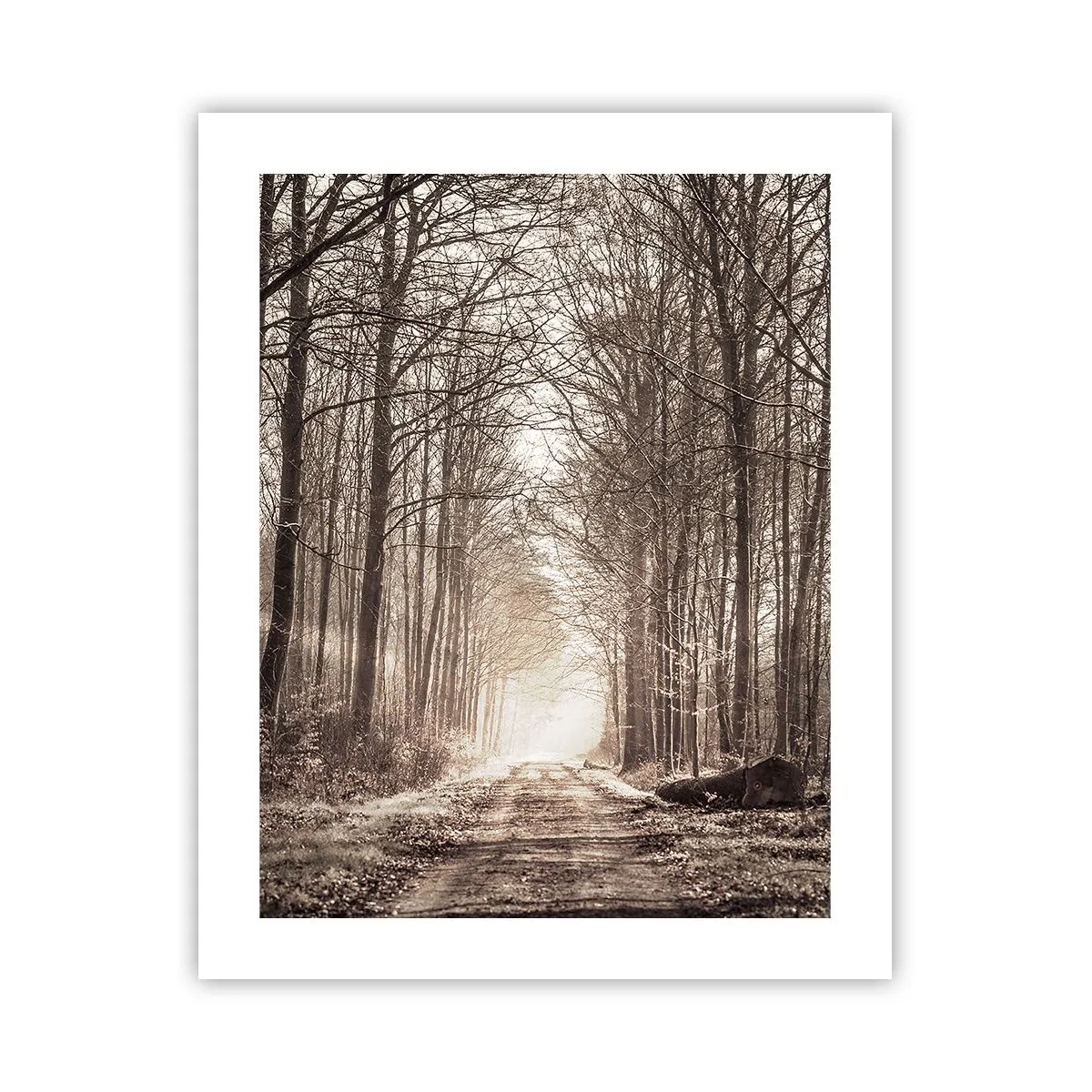 Affiche - Poster - Cathédrale de la forêt - 40x50 cm