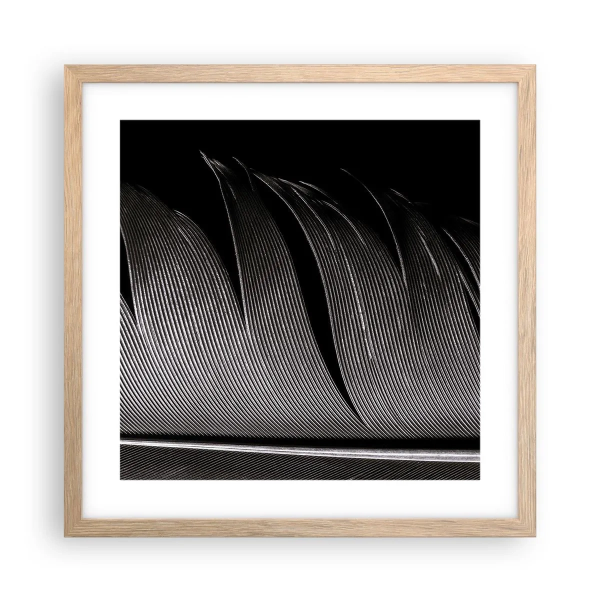 Affiche dans un chêne clair - Poster - La plume – un design magnifique - 40x40 cm