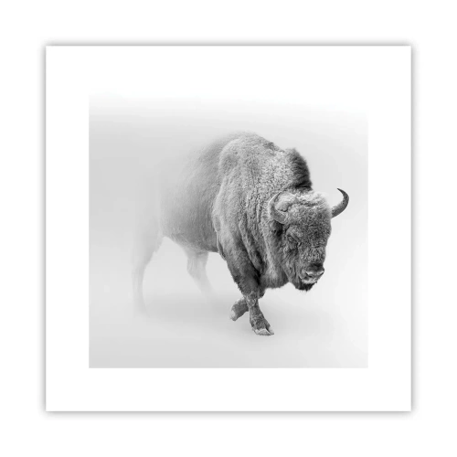 Affiche - Poster - Roi de la prairie - 30x30 cm