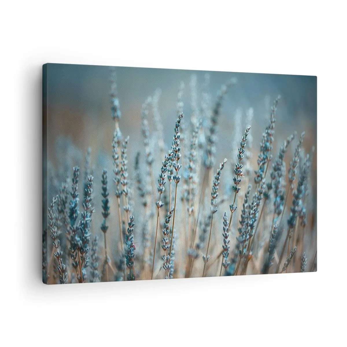 Impression sur toile - Image sur toile - Lavande dans les champs dans des tons pastel subtils - 70x50cm - Tige odorante - Décoration murale moderne pour le salon et la chambre ARTTOR