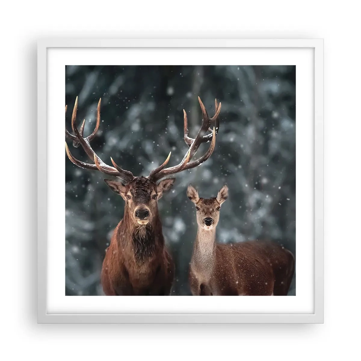 Affiche dans un cadre blanc - Poster - Le roi de la forêt avec sa femme - 50x50 cm