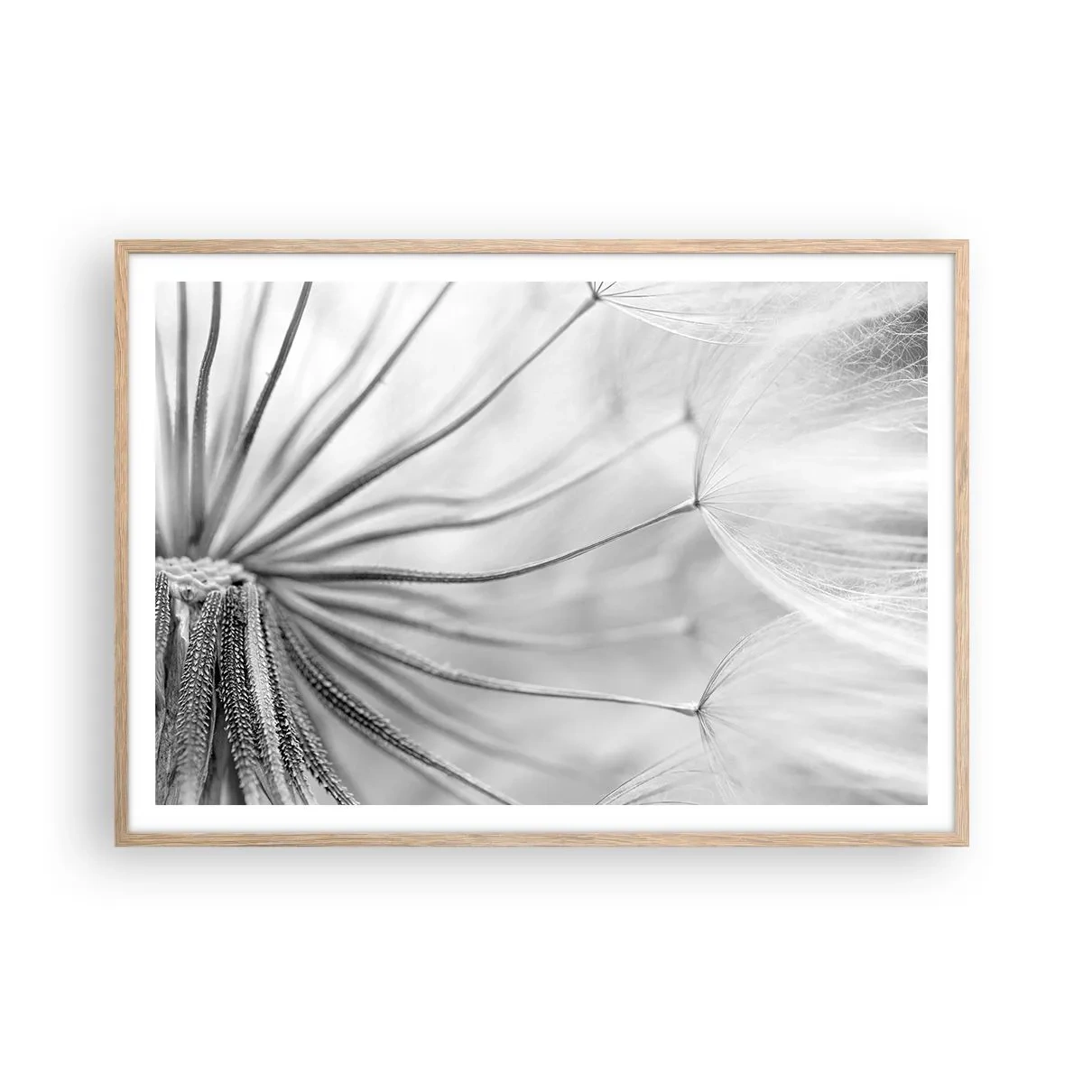 Affiche dans un chêne clair - Poster - Aigrette avant son envol - 100x70 cm