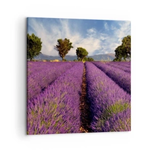 Impression sur toile - Image sur toile - Champs de lavande - 60x60 cm