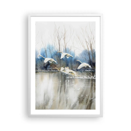 Affiche dans un cadre blanc - Poster - Comme dans un conte de fées sur les cygnes sauvages - 50x70 cm