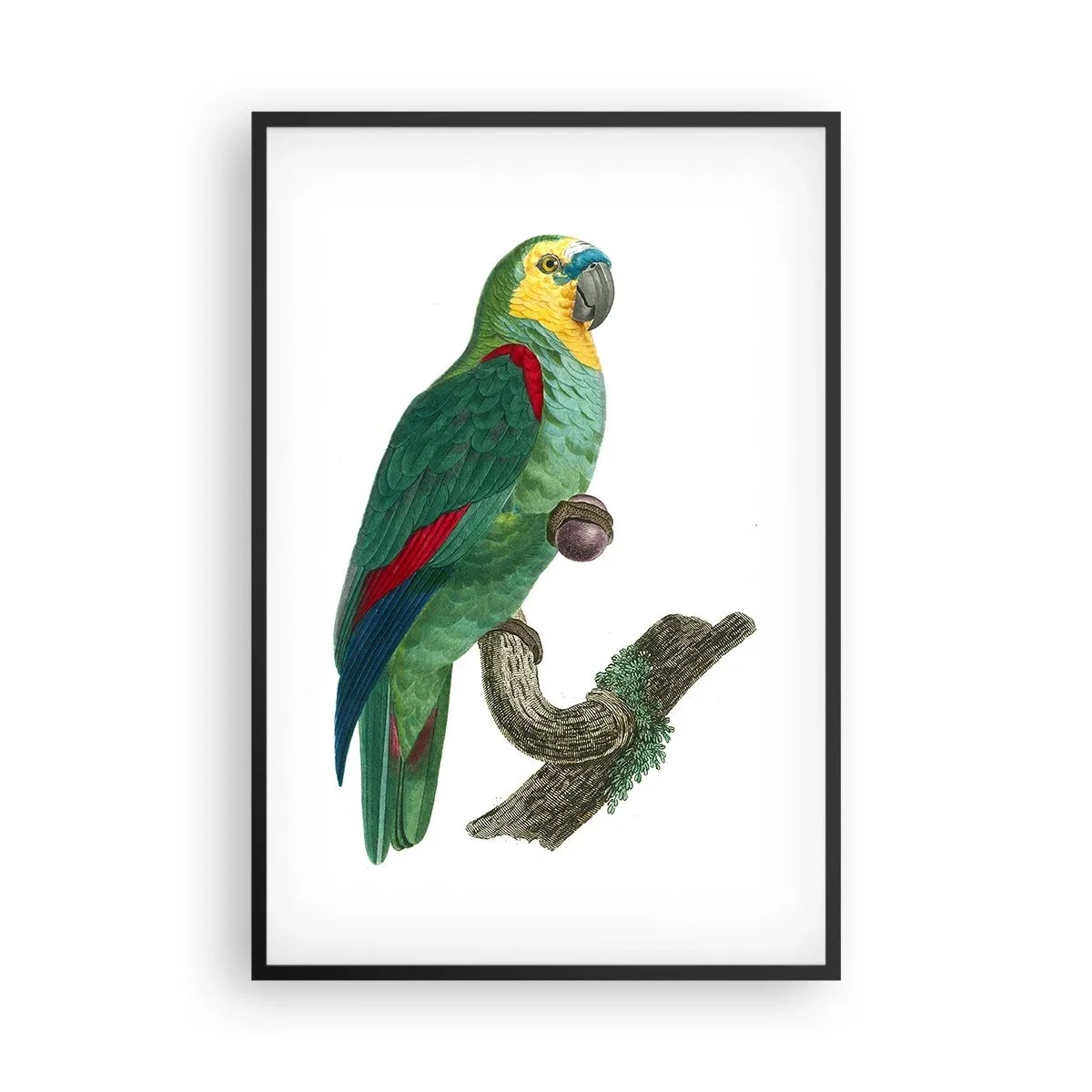 Affiche dans un cadre noir - Poster - Portrait de perroquet - 61x91 cm