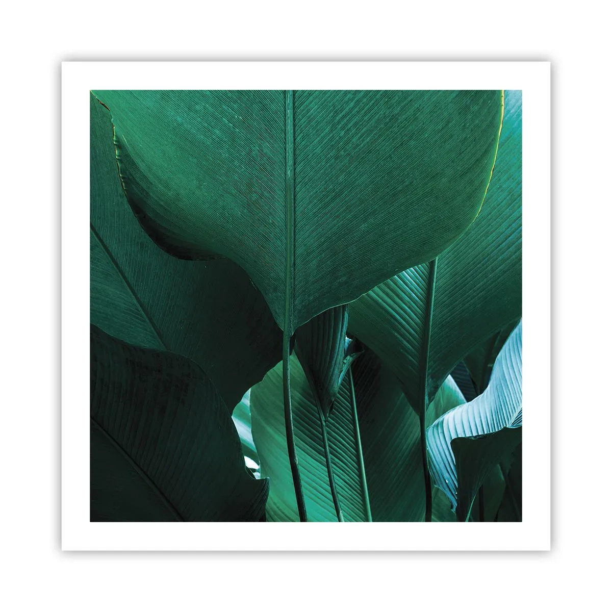 Affiche - Poster - Tourné vers la lumière - 60x60 cm