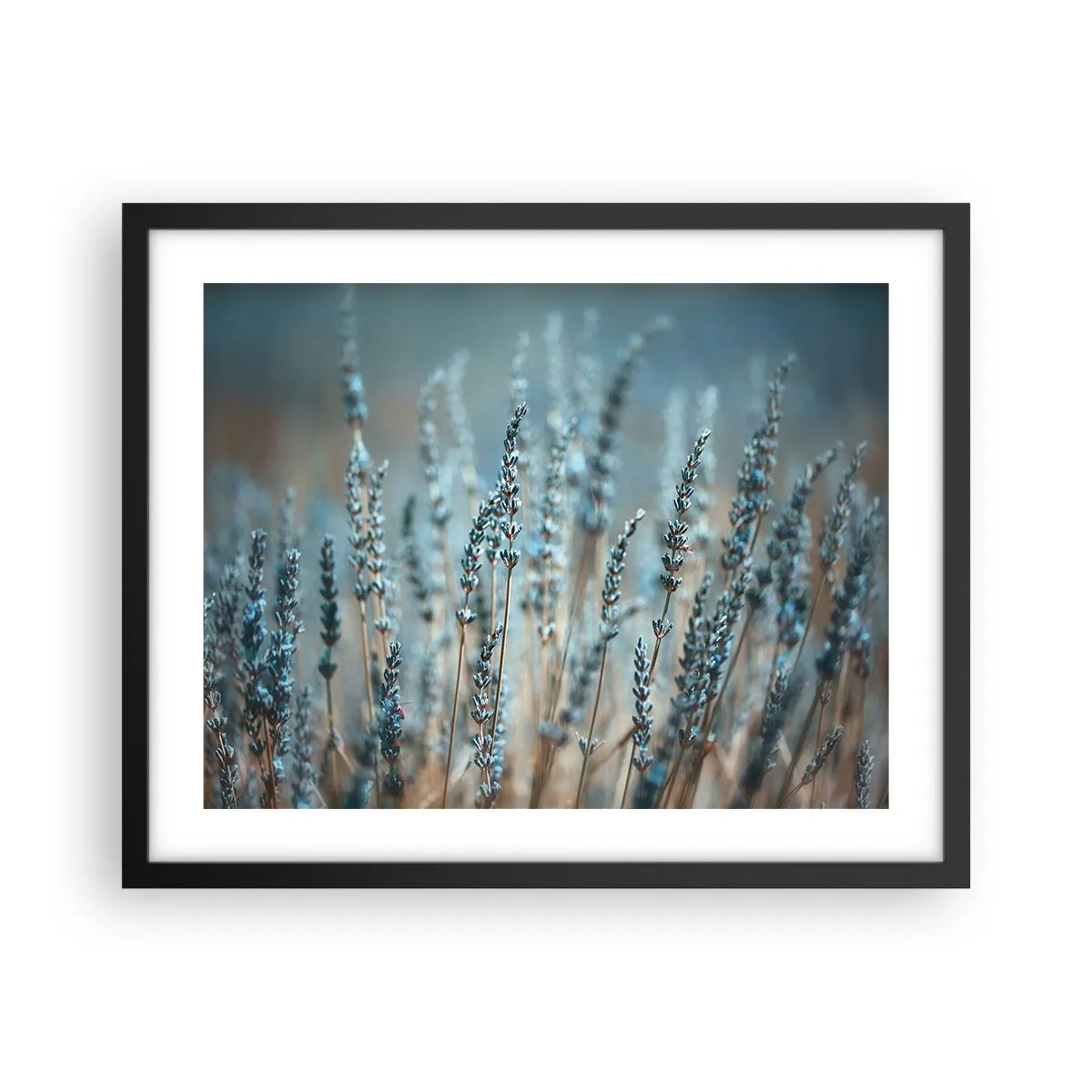 Affiche dans un cadre noir - Poster - Tige odorante - 50x40 cm