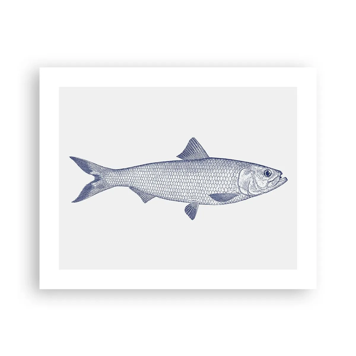 Affiche - Poster - Salutations des mers du nord - 50x40 cm