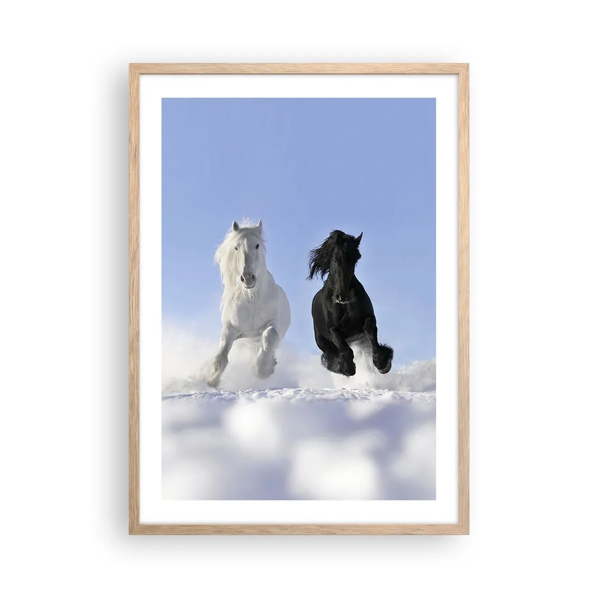 Affiche dans un chêne clair - Poster - Galop noir et blanc - 50x70 cm