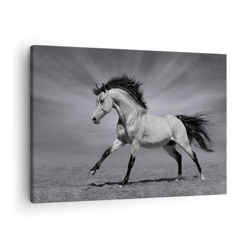 Impression sur toile - Image sur toile - Un cheval noir et blanc dans une pose dynamique dans le désert. - 70x50cm - Né pour séduire - Décoration murale moderne pour le salon et la chambre ARTTOR