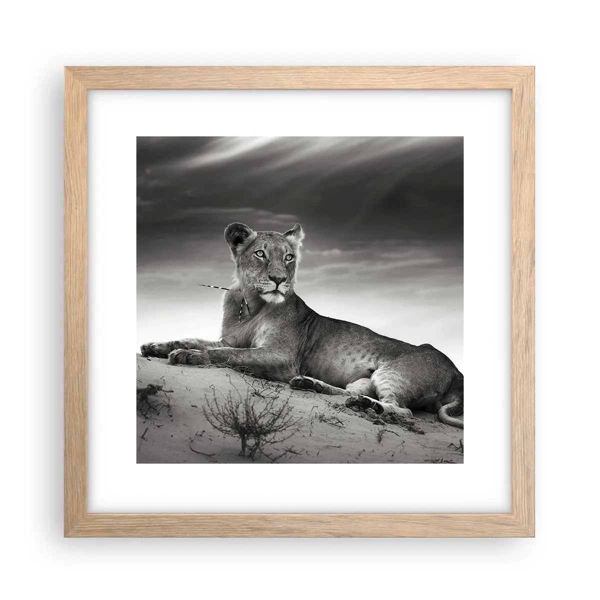 Affiche dans un chêne clair - Poster - La reine du désert reste - 30x30 cm