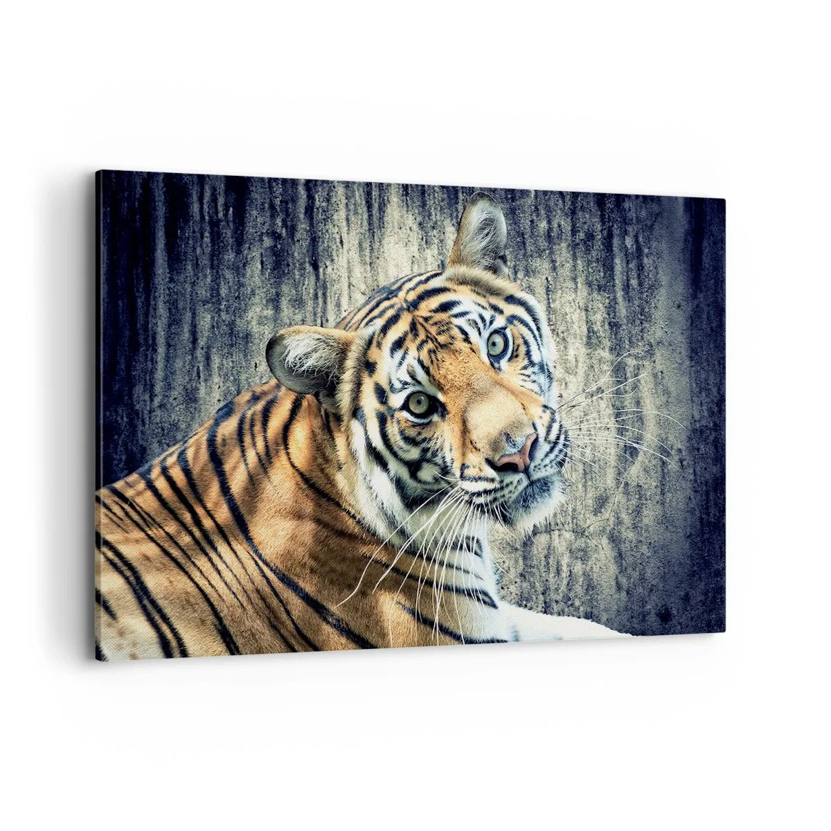 Impression sur toile - Image sur toile - Un tigre couché contre un mur à la texture rugueuse - 120x80cm - Portrait dans les flots de lumière - Décoration murale moderne pour le salon et la chambre ARTTOR