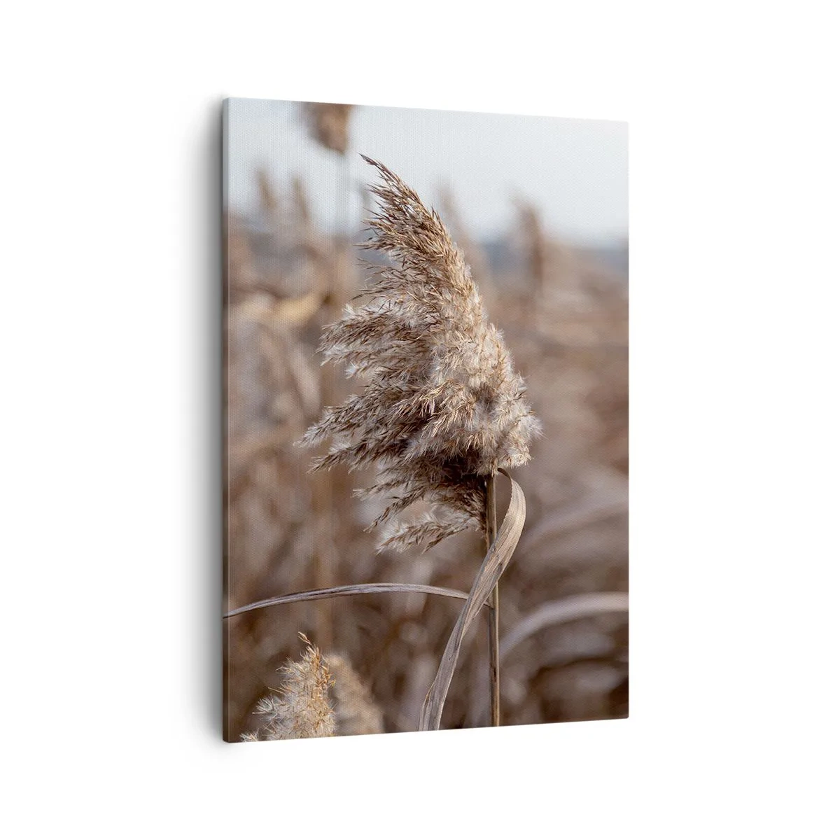 Impression sur toile - Image sur toile - Graminées délicates dans des tons beiges sur fond de nature - 50x70cm - Il est temps de s'envoler avec le vent - Décoration murale moderne pour le salon et la chambre ARTTOR