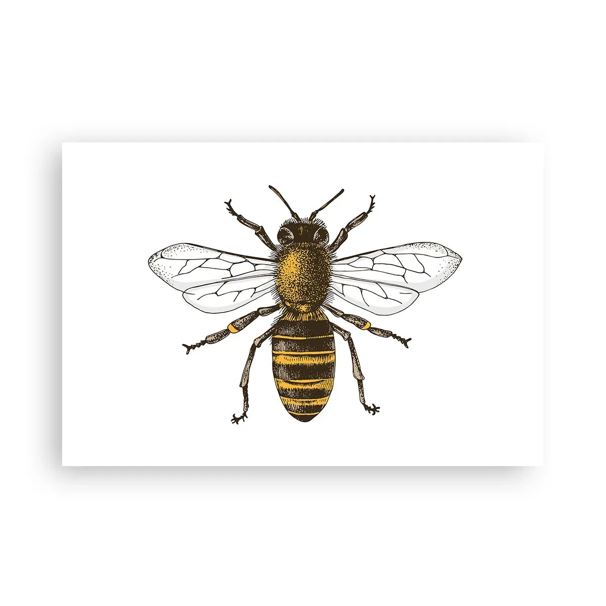 Affiche - Poster - Belle et bonne - 91x61 cm