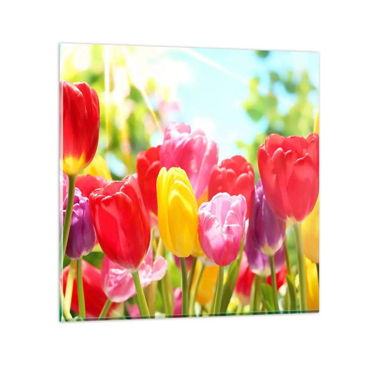 Impression sur verre - Image sur verre - C'est nous, les couleurs de Mai! - 70x70 cm