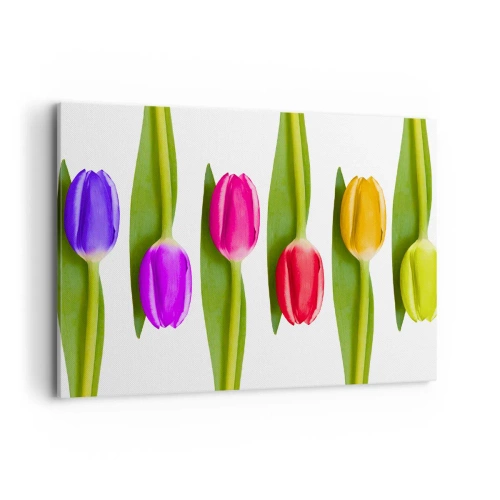 Impression sur toile - Image sur toile - Tulipes multicolores disposées en rangée sur fond blanc - 100x70cm - Composition arc-en-ciel - Décoration murale moderne pour le salon et la chambre ARTTOR