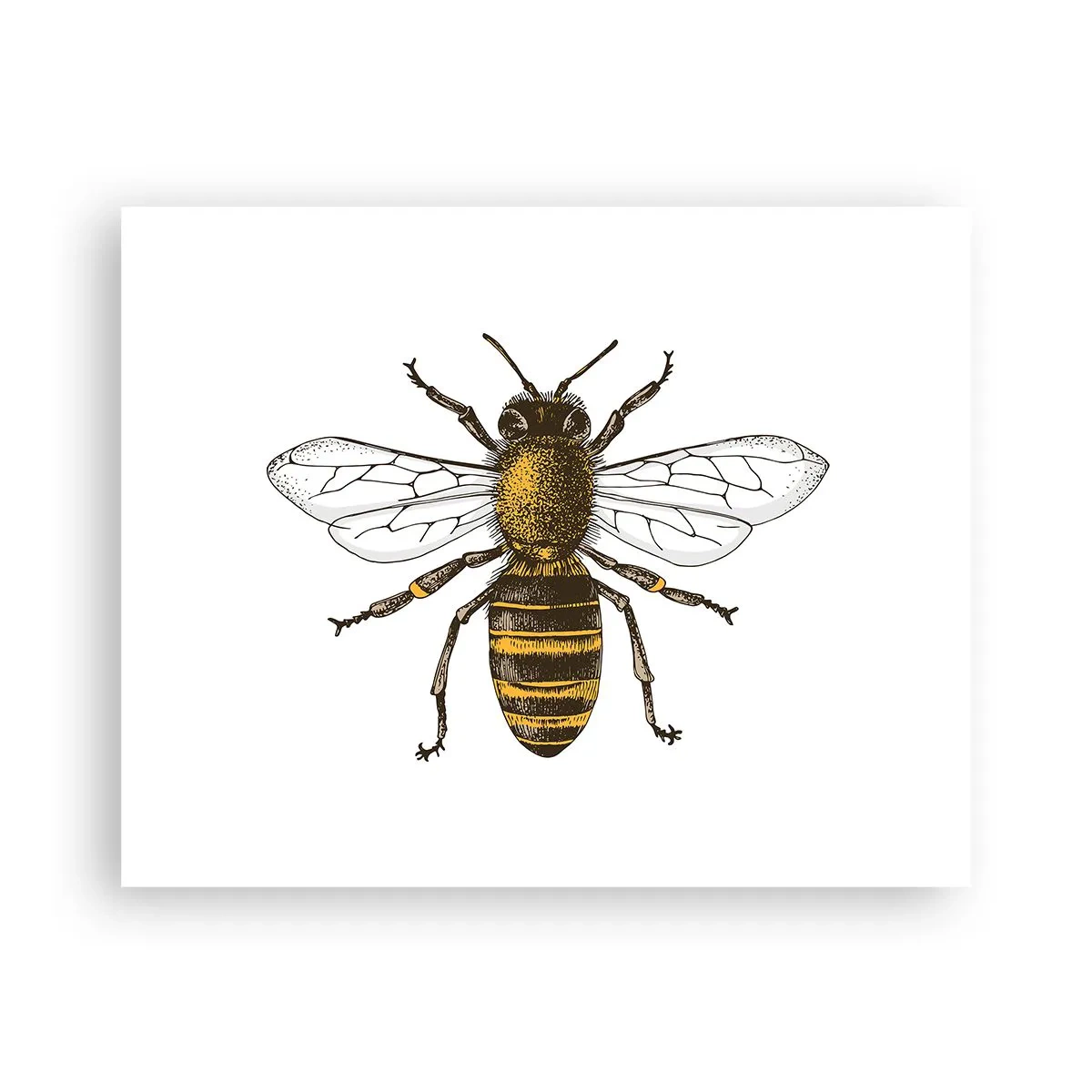 Affiche - Poster - Belle et bonne - 50x40 cm