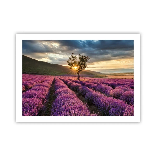 Affiche - Poster - Arôme de couleur lilas - 70x50 cm