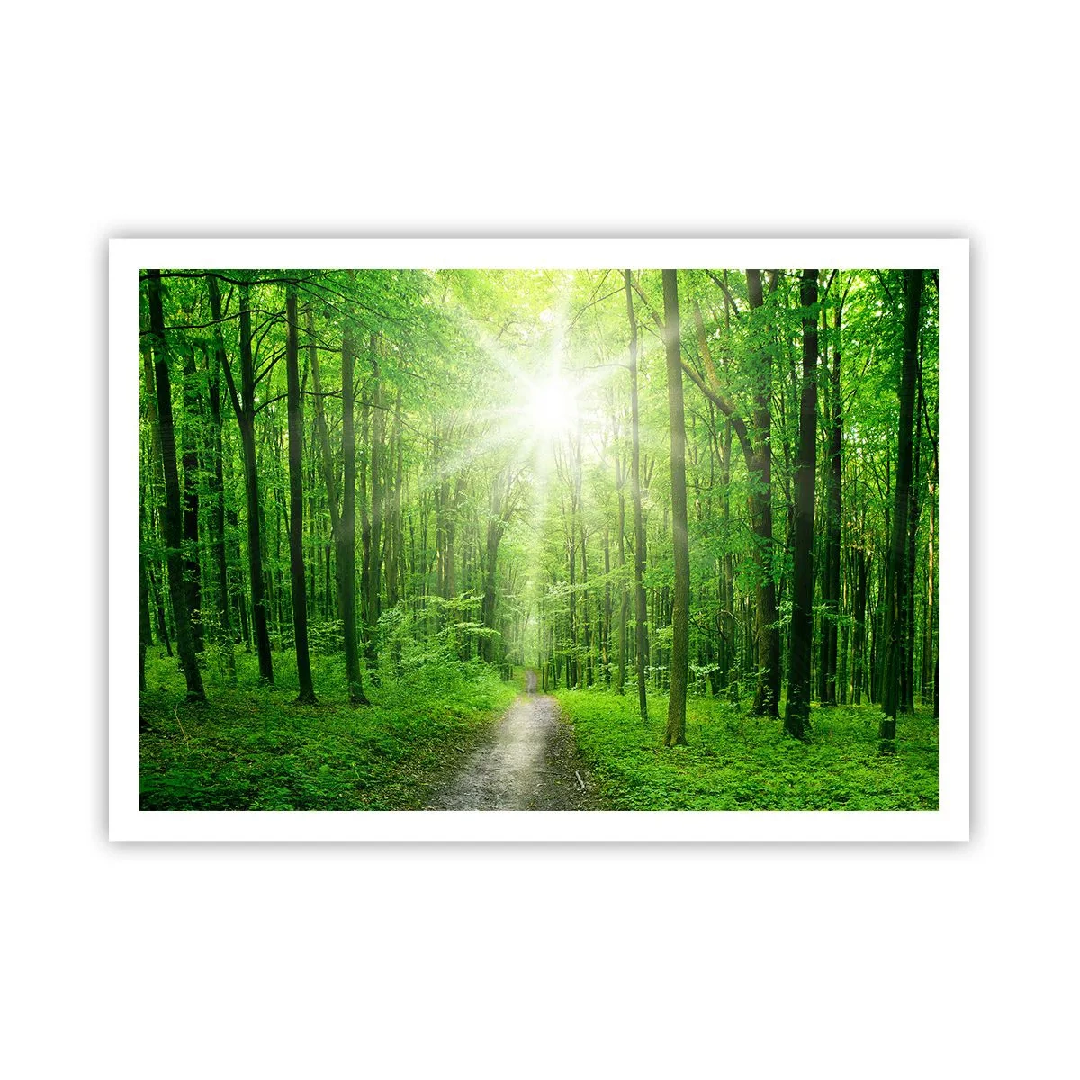 Affiche - Poster - Chemin dans la forêt avec les rayons du soleil - 100x70cm - Cathédrale verte - Décoration murale moderne pour le salon et la chambre ARTTOR