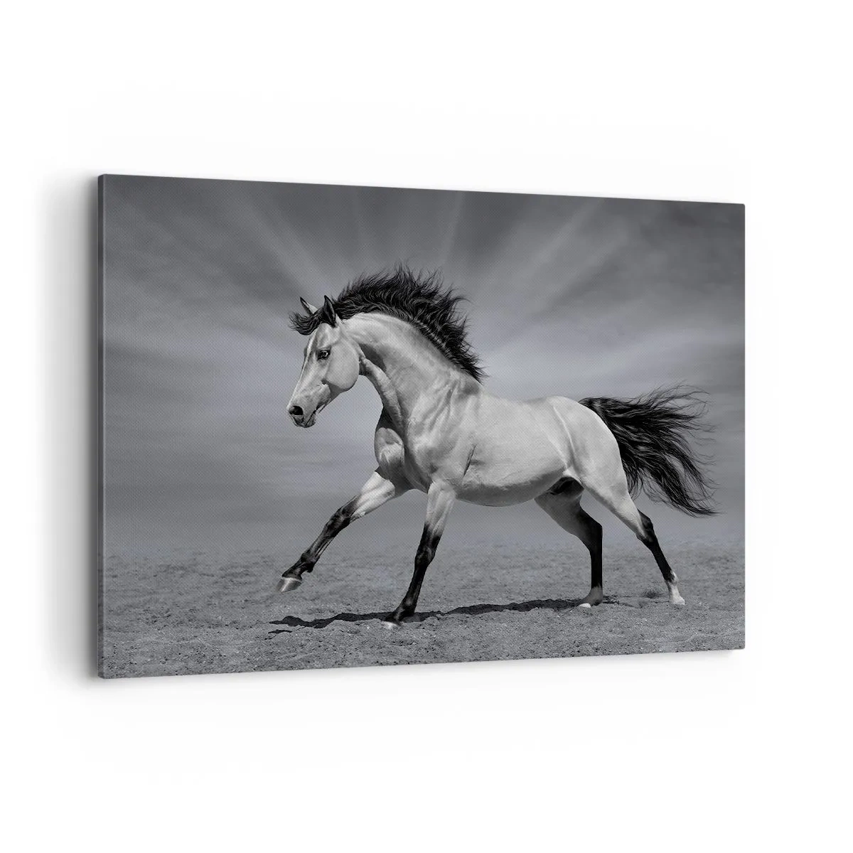 Impression sur toile - Image sur toile - Un cheval noir et blanc dans une pose dynamique dans le désert. - 100x70cm - Né pour séduire - Décoration murale moderne pour le salon et la chambre ARTTOR
