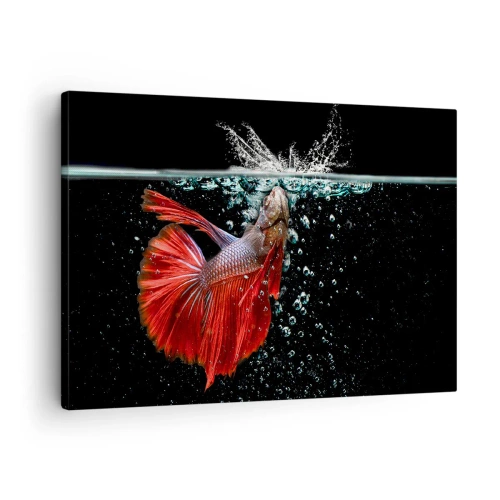 Impression sur toile - Image sur toile - Un magnifique betta dans l'eau sur un fond sombre - 70x50cm - Vous avez trois vœux - Décoration murale moderne pour le salon et la chambre ARTTOR