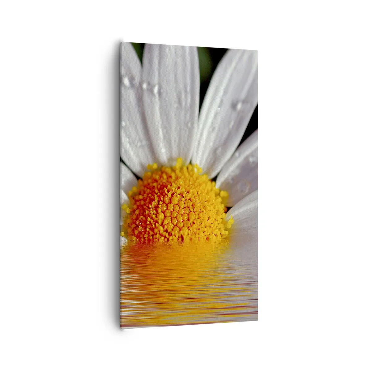 Impression sur toile - Image sur toile - Le soleil levant des marguerites - 65x120 cm