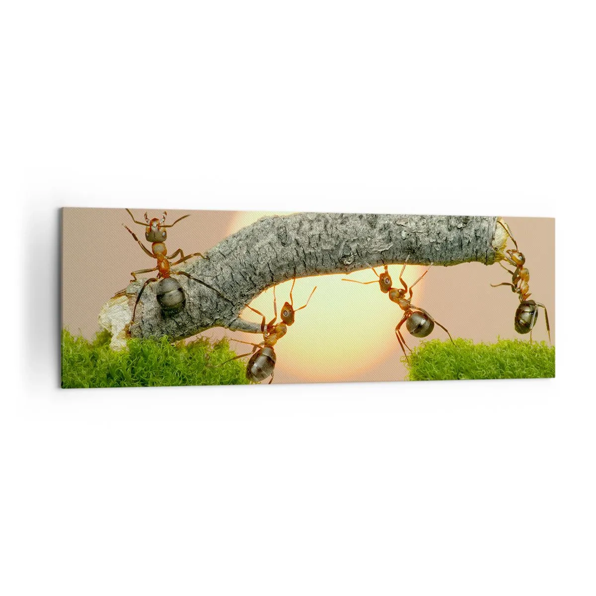 Impression sur toile - Image sur toile - Des fourmis construisent un pont de branches sur fond de soleil couchant. - 160x50cm - La joie, travaille d'équipe - Décoration murale moderne pour le salon et la chambre ARTTOR