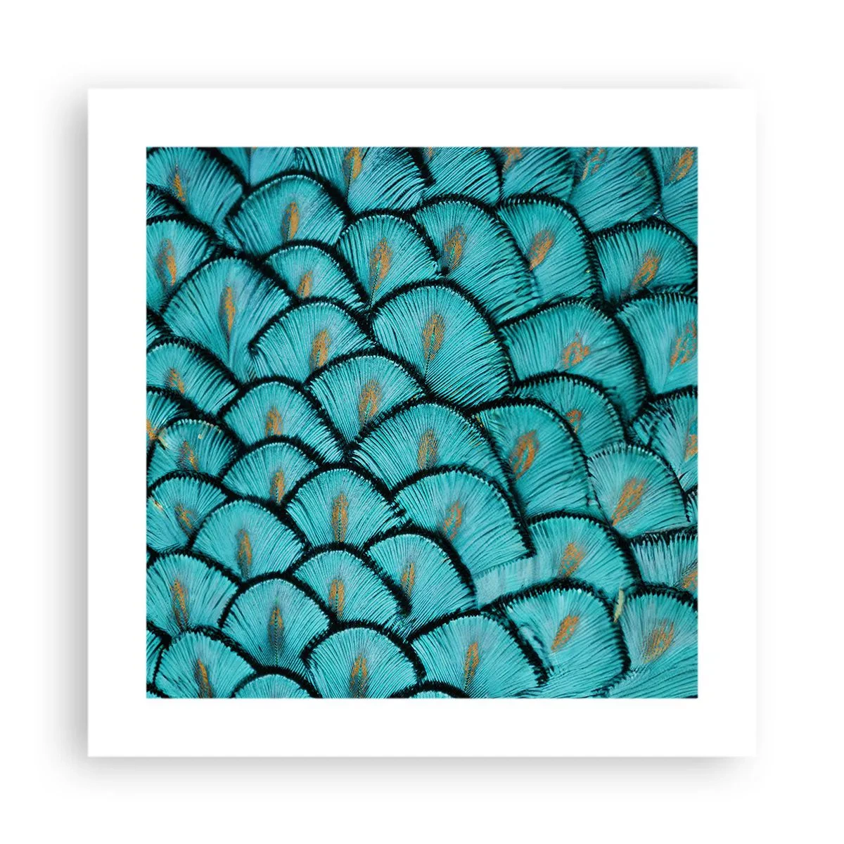 Affiche - Poster - Le grand gala des plumes - 40x40 cm