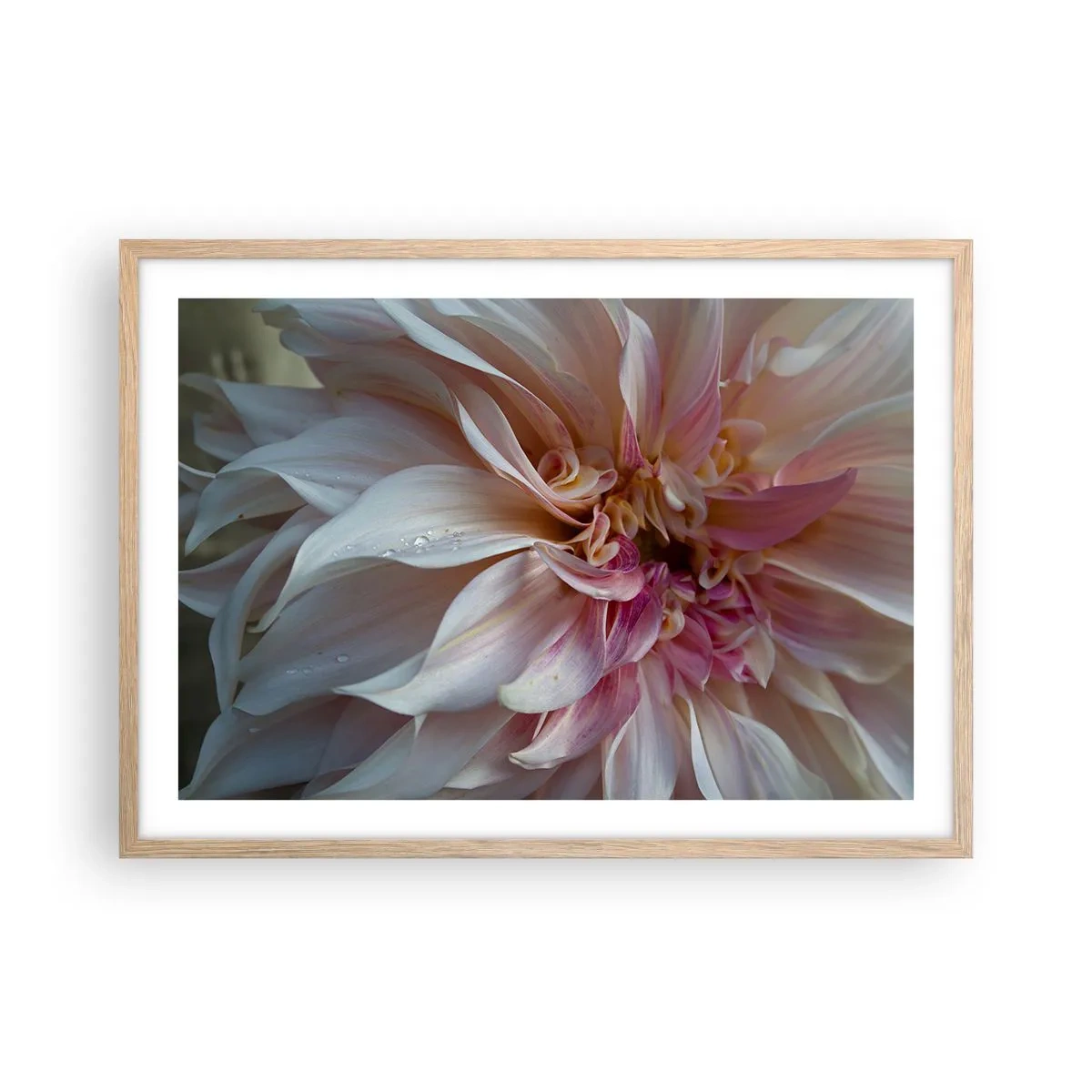 Affiche dans un chêne clair - Poster - Fraîcheur fleurissante - 70x50 cm