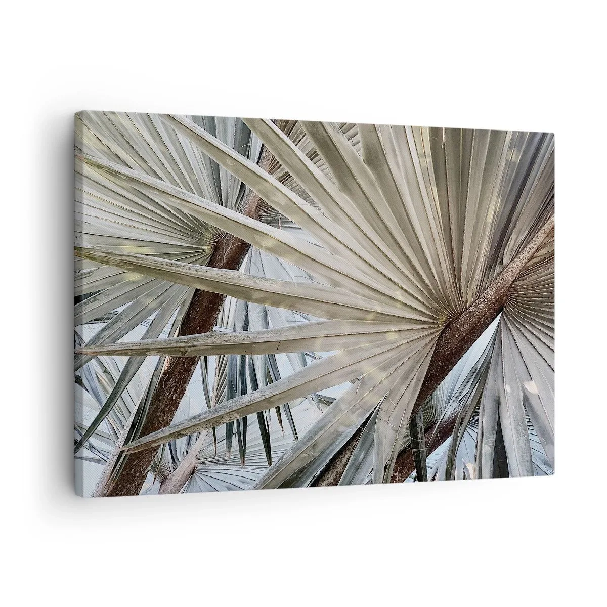 Impression sur toile - Image sur toile - Gros plan de feuilles de palmier dans des tons naturels de vert - 70x50cm - Evantail sous les tropiques - Décoration murale moderne pour le salon et la chambre ARTTOR